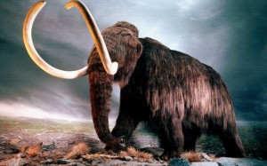 mamuta